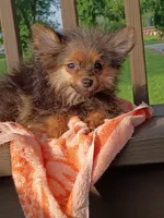 Wolfy , a male Pomeranian for sale in Saint Louis, MO – 1 of 4