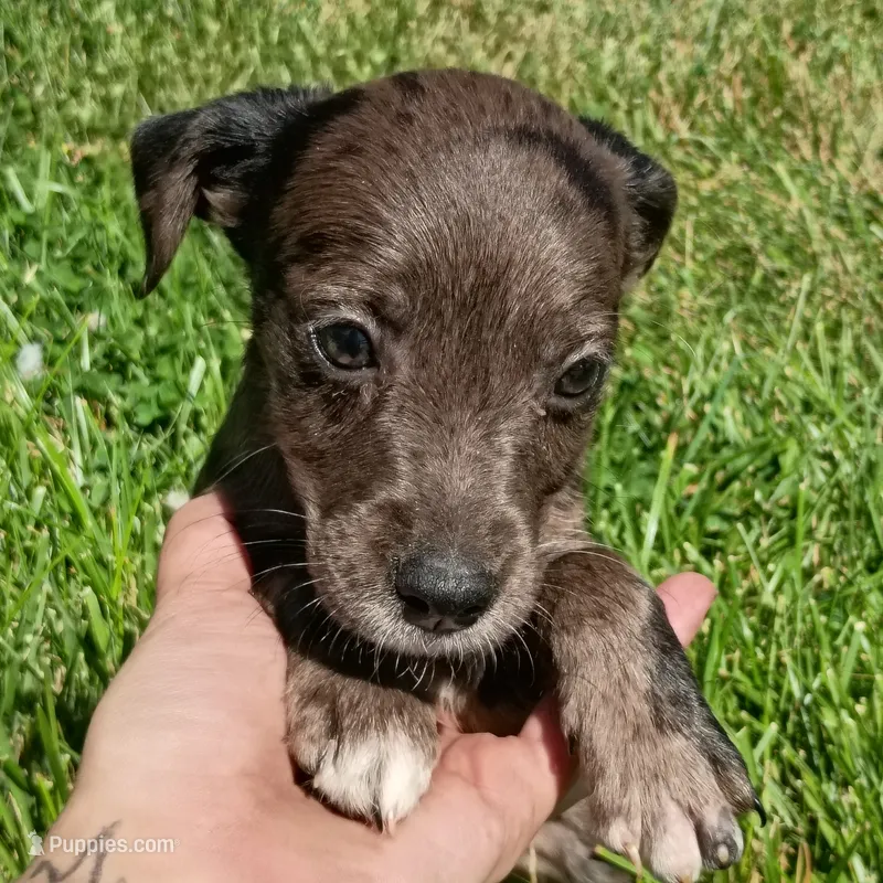 Blue Merle 💙 Tinkerbell – Dachshund, Cocker Spaniel puppy for sale in Saint Louis, MO