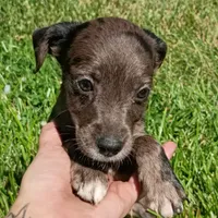 Blue Merle 💙 Tinkerbell, a female Dachshund and Cocker Spaniel for sale in Saint Louis, MO – 1 of 6