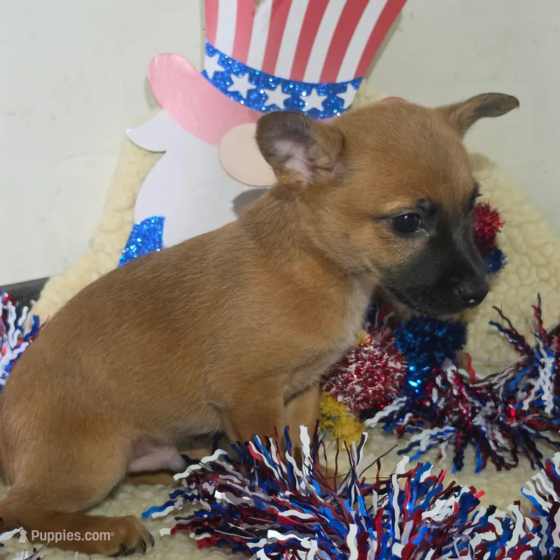 Scrappy  – Chihuahua puppy for sale in Saint Louis, MO