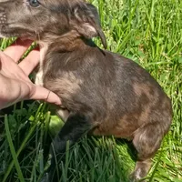 Blue Merle 💙 Tinkerbell, a female Dachshund and Cocker Spaniel for sale in Saint Louis, MO – 4 of 6