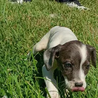 MERLE AND WHITE jammy!, a female Dachshund and Cocker Spaniel for sale in Saint Louis, MO – 3 of 3