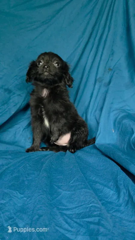 Perla – Chihuahua puppy for sale in Saint Louis, MO