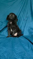 Perla, a female Chihuahua for sale in Saint Louis, MO – 1 of 2