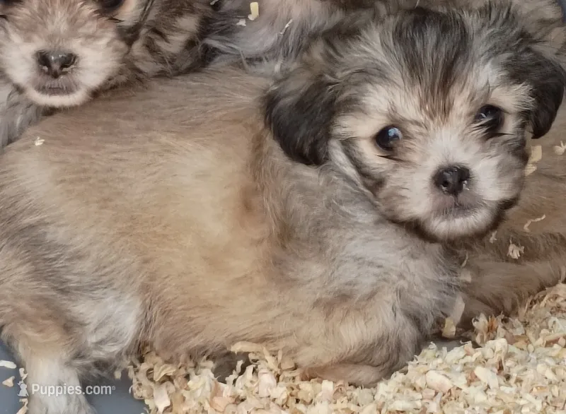 Chanel – Maltese, Yorkshire Terrier puppy for sale in Saint Louis, MO