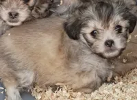 Chanel, a female Maltese and Yorkshire Terrier for sale in Saint Louis, MO – 1 of 1