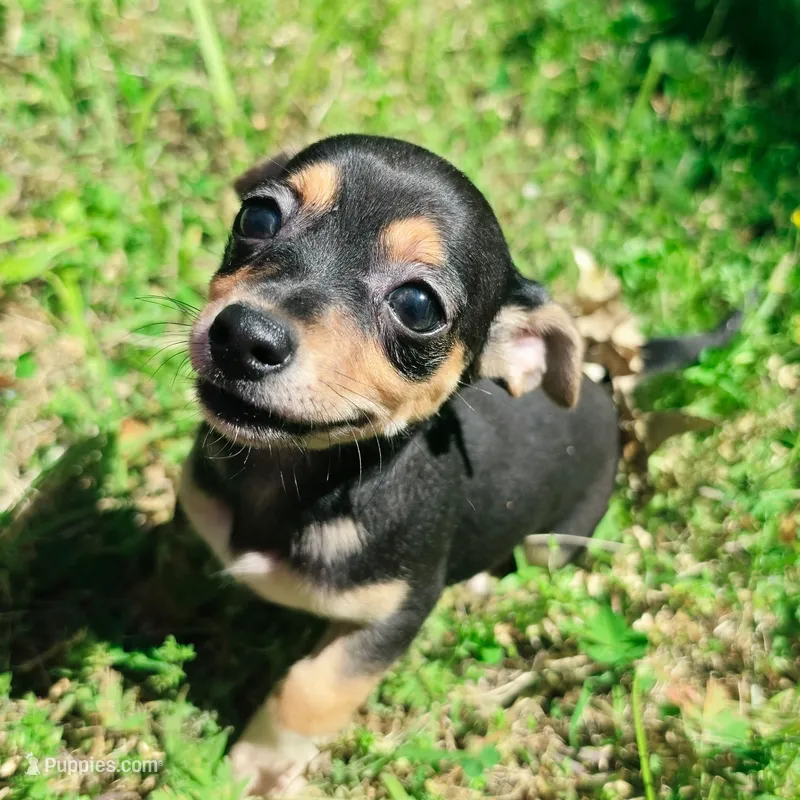 Soriah – Chihuahua puppy for sale in Saint Louis, MO