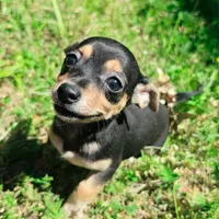 Soriah, a female Chihuahua for sale in Saint Louis, MO – 1 of 4