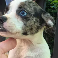 Merlina, a female Boston Terrier and Chihuahua for sale in Saint Louis, MO – 1 of 5
