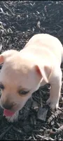 Sahsa, a female Chihuahua for sale in Saint Louis, MO – 2 of 2
