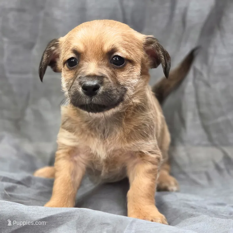 Dusty – Chihuahua, Yorkshire Terrier puppy for sale in Saint Louis, MO