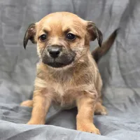 Dusty, a male Chihuahua and Yorkshire Terrier for sale in Saint Louis, MO – 1 of 1
