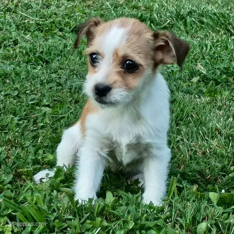 Ezzy – Dachshund, Chihuahua puppy for sale in Saint Louis, MO
