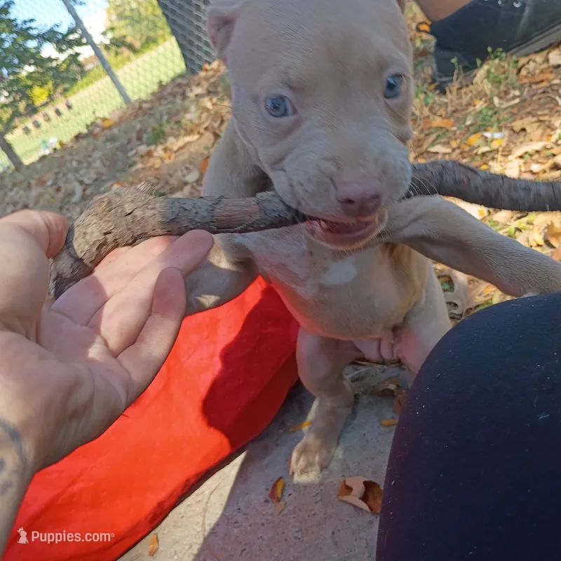Lila – American Pit Bull Terrier puppy for sale in Saint Louis, MO