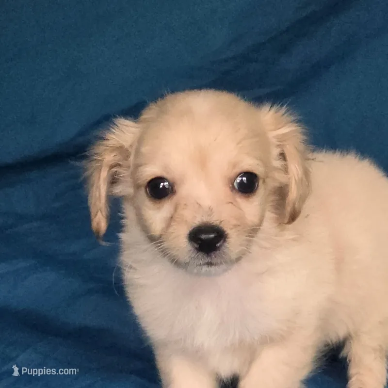 Mito – Chihuahua puppy for sale in Saint Louis, MO
