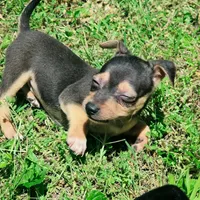 Todd, a male Chihuahua for sale in Saint Louis, MO – 3 of 3