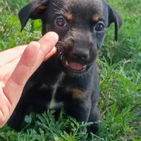 Marla, a female Chihuahua and Miniature Pinscher for sale in Saint Louis, MO – 3 of 4