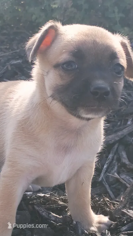 Kallie – Chihuahua puppy for sale in Saint Louis, MO