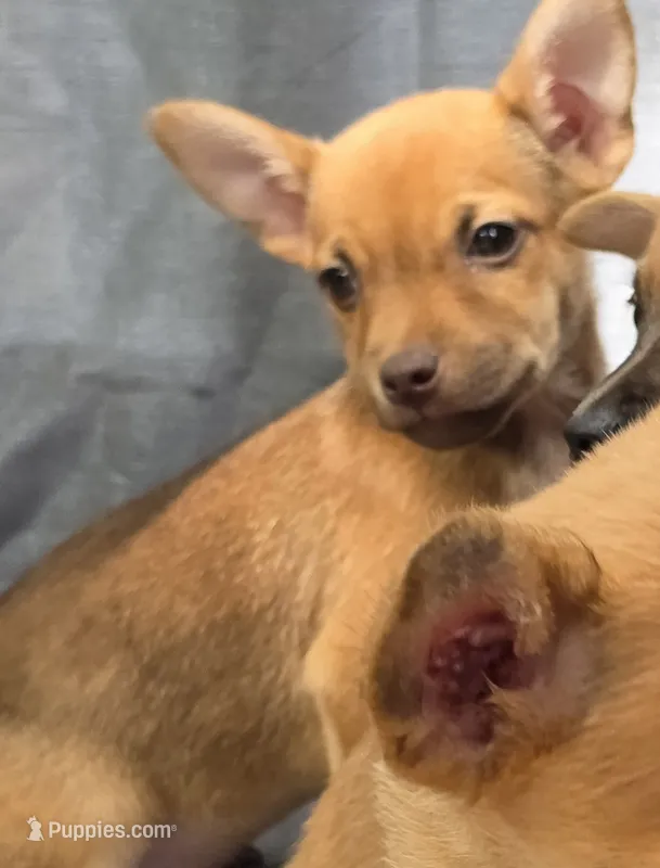 Ruben – Chihuahua puppy for sale in Saint Louis, MO