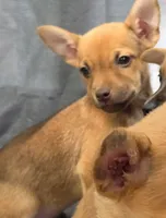 Ruben, a male Chihuahua for sale in Saint Louis, MO – 1 of 1