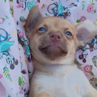Tiny Baliee, a female Chihuahua for sale in Saint Louis, MO – 4 of 5