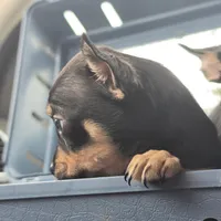 Darkrai, a male Chihuahua for sale in Saint Louis, MO – 3 of 3