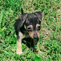 Todd, a male Chihuahua for sale in Saint Louis, MO – 2 of 3