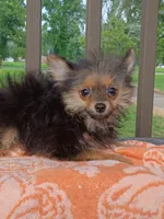 Wolfy , a male Pomeranian for sale in Saint Louis, MO – 2 of 4