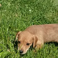 Sailor, a female Dachshund and Cocker Spaniel for sale in Saint Louis, MO – 2 of 4