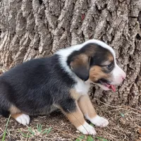 Milly(paw print on nose), a male Dachshund and Toy Australian Shepherd for sale in Saint Louis, MO – 3 of 3