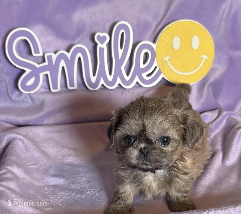 Faith’s blue sable 