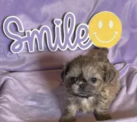 Faith’s blue sable , a female Shih Tzu for sale in Shelbyville, TN – Photo 1 of 2