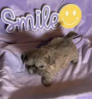 Faith’s blue sable , a female Shih Tzu for sale in Shelbyville, TN – Photo 2 of 2