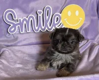 Faith’s blue tan , a male Shih Tzu for sale in Shelbyville, TN – Photo 1 of 2