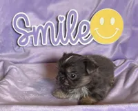 Faith’s blue tan , a male Shih Tzu for sale in Shelbyville, TN – Photo 2 of 2