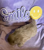 Faith’s Lav , a male Shih Tzu for sale in Shelbyville, TN – Photo 3 of 3