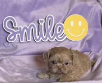 Faith’s Lav , a male Shih Tzu for sale in Shelbyville, TN – Photo 1 of 3