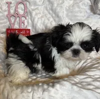 Tigress black and white, a male Shih Tzu for sale in Shelbyville, TN – Photo 2 of 3