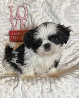 Tigress black and white, a male Shih Tzu for sale in Shelbyville, TN – Photo 1 of 3