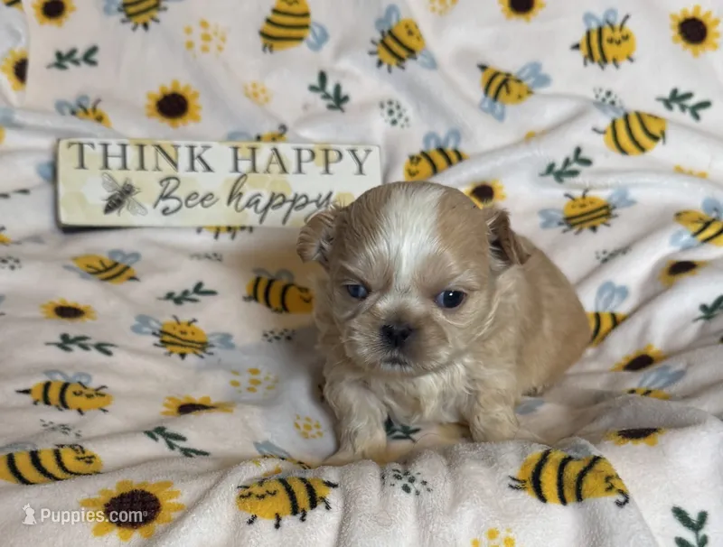 Clementine’s light cream