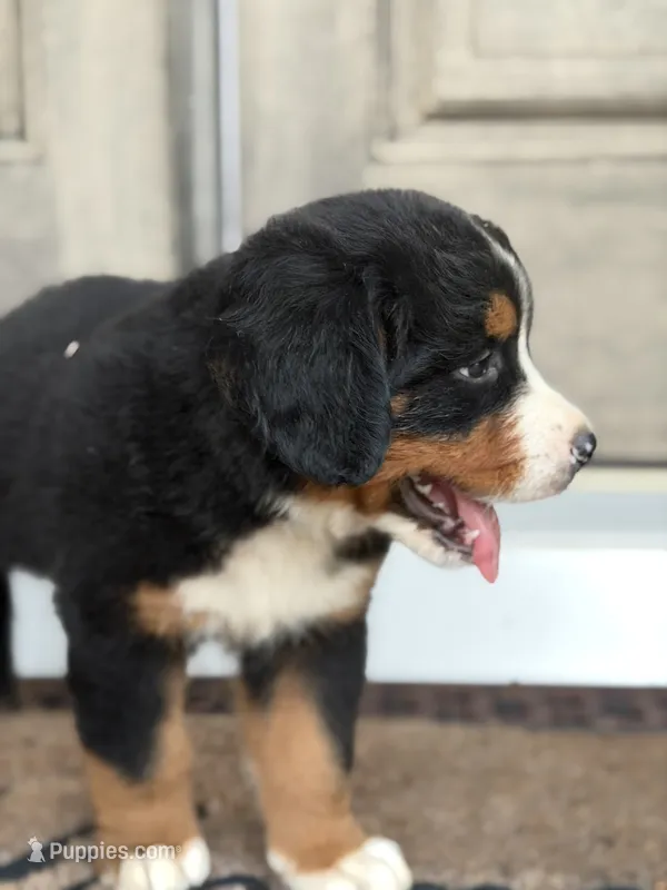Sofia – Bernese Mountain Dog puppy for sale in Tennessee, TN