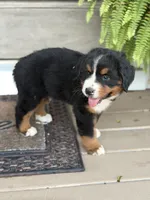 Sofia, a female Bernese Mountain Dog for sale in Tennessee, TN – 4 of 5
