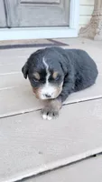 Lola, a female Bernese Mountain Dog for sale in Tennessee, TN – Photo 2 of 6