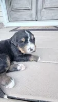 Lola, a female Bernese Mountain Dog for sale in Tennessee, TN – Photo 5 of 6