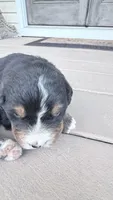 Lola, a female Bernese Mountain Dog for sale in Tennessee, TN – Photo 3 of 6
