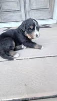 Lola, a female Bernese Mountain Dog for sale in Tennessee, TN – Photo 6 of 6