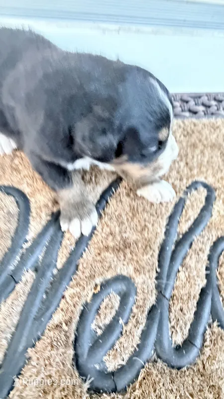 Daisy – Bernese Mountain Dog puppy for sale in Tennessee, TN