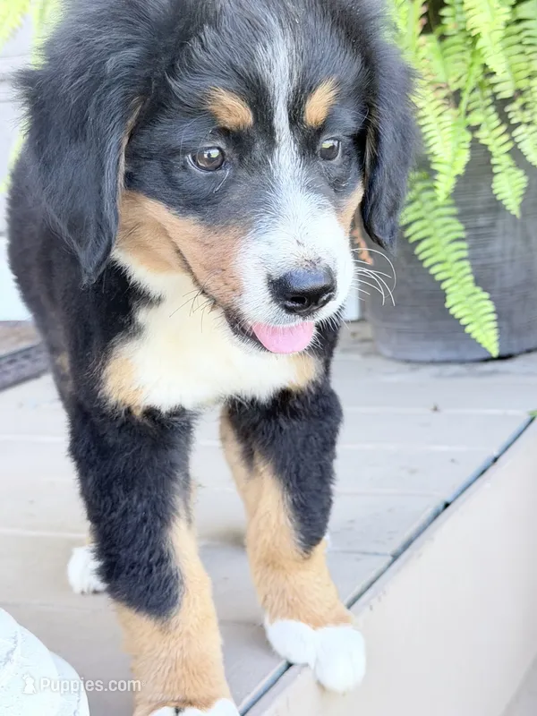 Sofia – Bernese Mountain Dog puppy for sale in Tennessee, TN