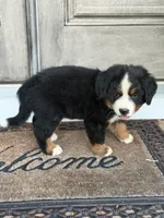 Bern , a male Bernese Mountain Dog for sale in Tennessee, TN – 2 of 5