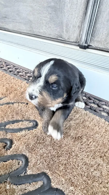 Sesi – Bernese Mountain Dog puppy for sale in Tennessee, TN